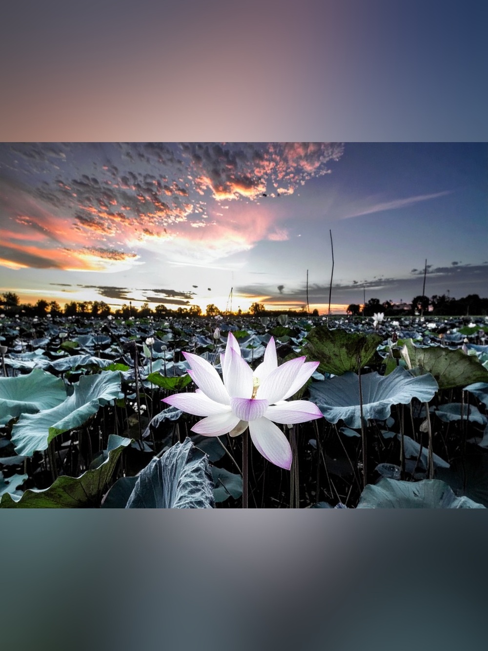 Serene Lotus Photography Print in White & Pink